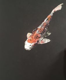 Koi karper