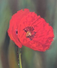 Papaver (solo)